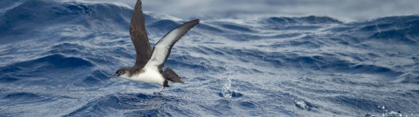 1号站注册: 迷失在海上，努力飞行的鸟类可能是巨大的罕见和神秘
