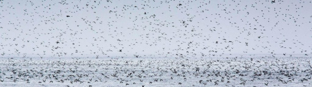 一号站平台登录: 在加拿大东海岸发生有史以来最大的石油泄漏事件后，鸟类的伤亡仍然是一个谜