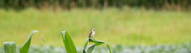 一号站平台登录: 在中西部的农场上，“草原带”给草原上的鸟儿带来了歌唱的东西