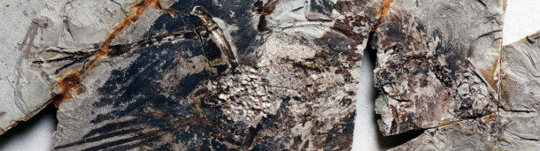 1号站注册:这块化石可能是第一块保存了古代鸟类肺部的化石