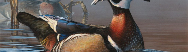 1号站注册:狩猎图像可能很快就会成为联邦鸭子邮票比赛的强制性内容