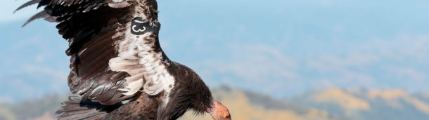 一号站官方:铅弹是秃鹰的头号威胁，现在在加州已被禁止使用