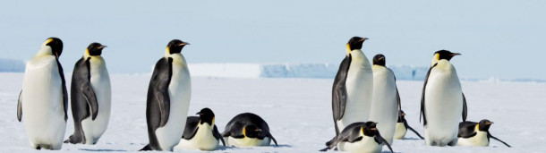 一号站平台登录:按照目前的排放水平，帝企鹅正在走向灭绝