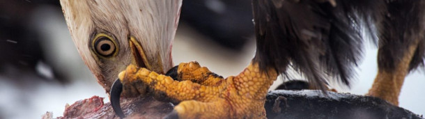 一号站注册登录:阿拉斯加的一个矿场威胁着世界上最大的秃鹰聚集地